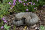 Aspisadder (Vipera aspis)