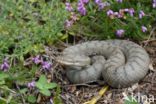 Aspisadder (Vipera aspis)