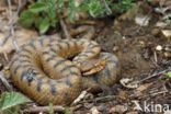 Aspisadder (Vipera aspis)