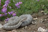 Aspisadder (Vipera aspis)