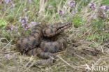 Aspisadder (Vipera aspis)