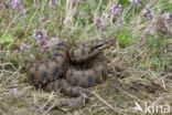 Aspisadder (Vipera aspis)