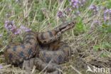 Aspisadder (Vipera aspis)