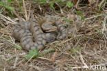 Aspisadder (Vipera aspis)