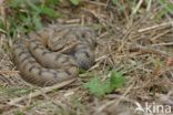 Aspisadder (Vipera aspis)