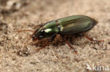 Behaarde Kruiper (Harpalus affinis)