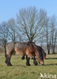 Belgian Horse (Equus spp)