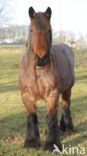 Belgian Horse (Equus spp)