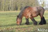 Belgian Horse (Equus spp)