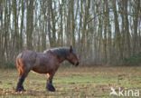 Belgian Horse (Equus spp)