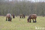 Belgian Horse (Equus spp)