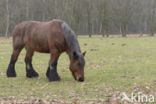 Belgian Horse (Equus spp)
