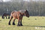 Belgian Horse (Equus spp)