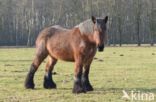 Belgian Horse (Equus spp)