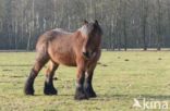 Belgian Horse (Equus spp)