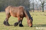 Belgian Horse (Equus spp)