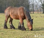 Belgian Horse (Equus spp)