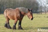 Belgian Horse (Equus spp)