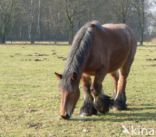 Belgian Horse (Equus spp)