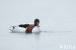 Shelduck (Tadorna tadorna)