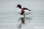 Shelduck (Tadorna tadorna)