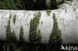 Birch (Betula)