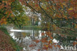 Beuk (Fagus sylvatica)