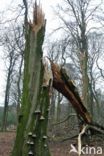 Beech (Fagus sylvatica)