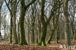 Beech (Fagus sylvatica)