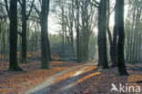 Beech (Fagus sylvatica)