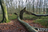 Beuk (Fagus sylvatica)