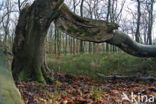 Beech (Fagus sylvatica)