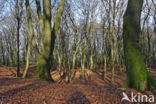 Beech (Fagus sylvatica)