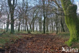 Beech (Fagus sylvatica)