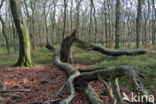 Beech (Fagus sylvatica)