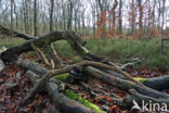 Beech (Fagus sylvatica)