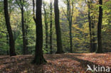 Beech (Fagus sylvatica)