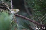 Bladkoning (Phylloscopus inornatus)