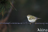 Bladkoning (Phylloscopus inornatus)