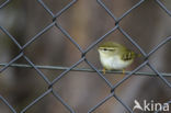 Bladkoning (Phylloscopus inornatus)