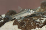 Topmouth gudgeon (Pseudorasbora parva)