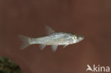 Topmouth gudgeon (Pseudorasbora parva)