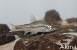 Topmouth gudgeon (Pseudorasbora parva)