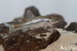 Topmouth gudgeon (Pseudorasbora parva)