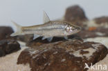 Topmouth gudgeon (Pseudorasbora parva)