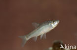 Topmouth gudgeon (Pseudorasbora parva)