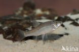 Topmouth gudgeon (Pseudorasbora parva)