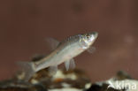 Topmouth gudgeon (Pseudorasbora parva)