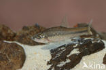 Blauwband (Pseudorasbora parva)