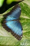 Blue morpho (Morpho peleides)